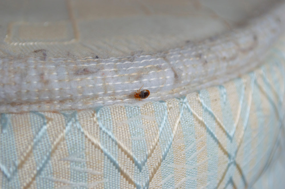 Signs of bed bug infestation