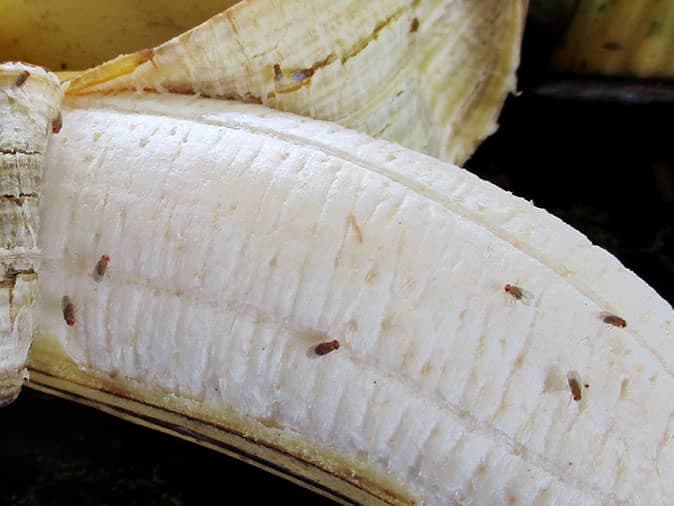 Signs of flies and fruit flies infestation